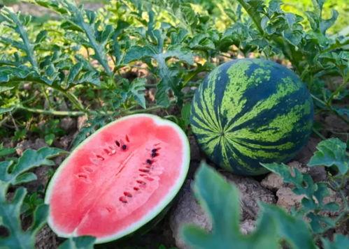 那就不看吧 吃瓜 吃瓜,吃瓜群众的热议焦点