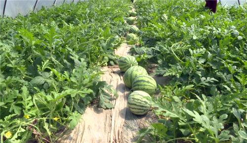 南坪最近的吃瓜事件