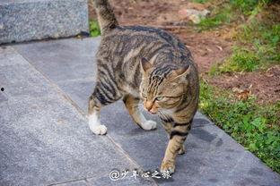 吃瓜群众动物打架