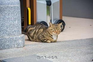 吃瓜群众动物打架