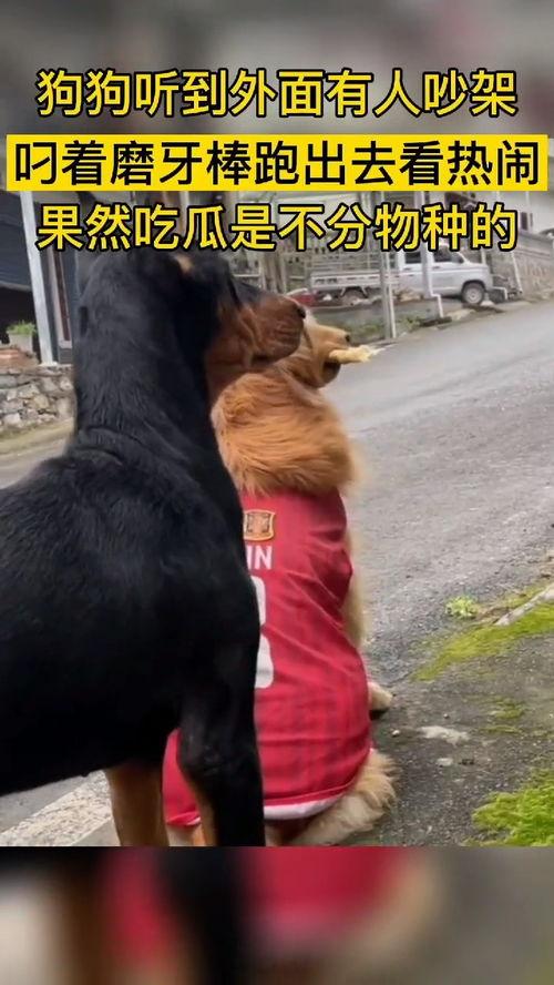 吃瓜群众动物打架