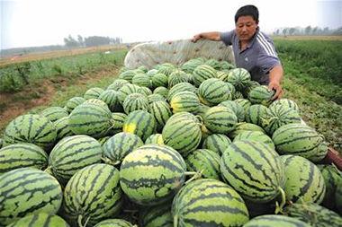 卖瓜人本是吃瓜人,揭秘瓜农与瓜果的奇妙缘分