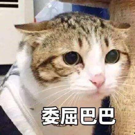 带你吃瓜补全这只猫,揭秘“猫界网红”的趣味生活