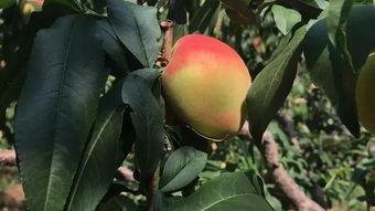 吃瓜SP红桃,一场娱乐界的风云变幻