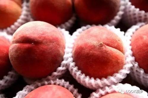 吃瓜SP红桃,一场娱乐界的风云变幻