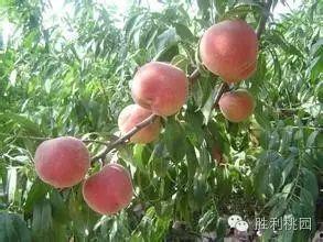 吃瓜SP红桃,一场娱乐界的风云变幻