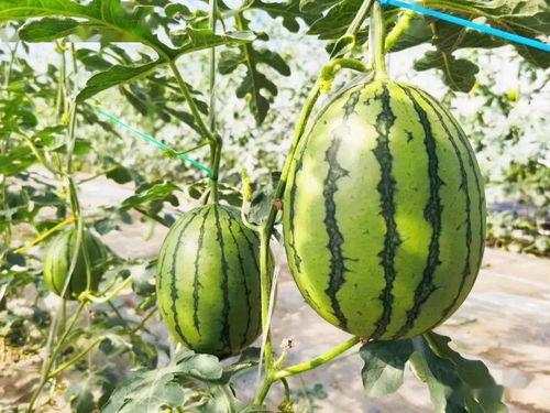 甜7吃瓜,揭秘娱乐圈那些不为人知的幕后故事