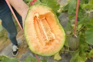 19吃瓜,揭秘娱乐圈那些不为人知的幕后故事