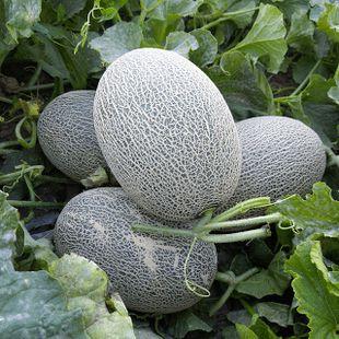 吃瓜群众爱种瓜,揭秘瓜田里的欢乐时光