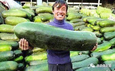 吃瓜群众爱种瓜,揭秘瓜田里的欢乐时光