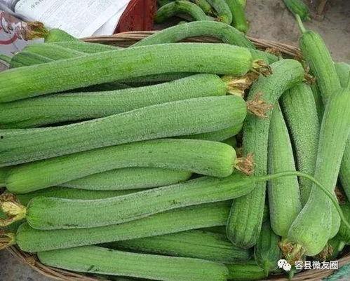 吃瓜群众爱种瓜,揭秘瓜田里的欢乐时光