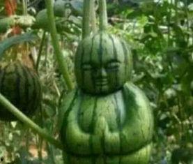 吃朋友瓜,吃朋友瓜，揭秘明星背后的故事