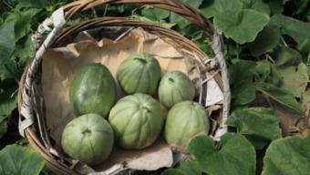 吃阿婆的瓜,一场味蕾与历史的邂逅