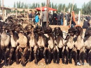 朝阳吃瓜群众2046,朝阳吃瓜群众眼中的未来世界