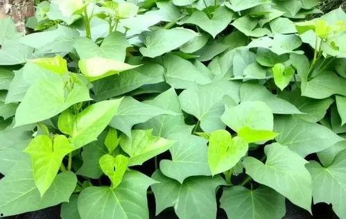 树叶神罚吃瓜,揭秘神秘吃瓜事件的背后真相