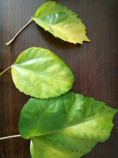 树叶神罚吃瓜,揭秘神秘吃瓜事件的背后真相