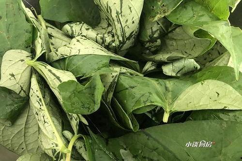 树叶神罚吃瓜,揭秘神秘吃瓜事件的背后真相