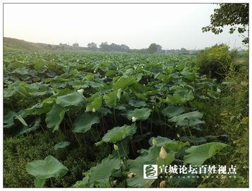 广德骑行吃瓜,一路吃瓜，畅享夏日悠闲时光