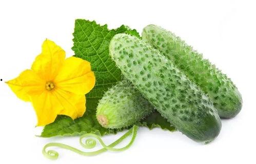 吃瓜系统苏锦,一场娱乐与科技的奇妙碰撞