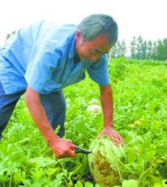 县长地头吃瓜,亲民形象深入人心