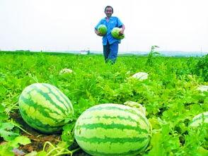 县长地头吃瓜,亲民形象深入人心