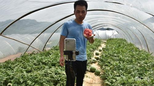 县长地头吃瓜,亲民形象深入人心