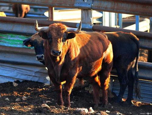 牛带你吃瓜,揭秘娱乐圈那些不为人知的幕后故事