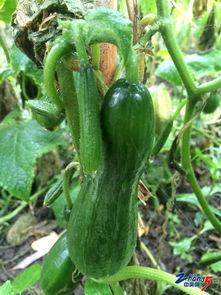 吃瓜事件照片图片,图片背后的惊人真相