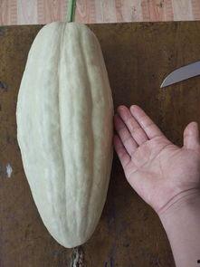 小瓜怎样吃没有毒,揭秘小瓜无毒食用指南