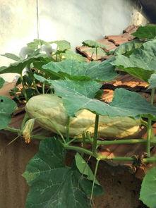 小瓜怎样吃没有毒,揭秘小瓜无毒食用指南