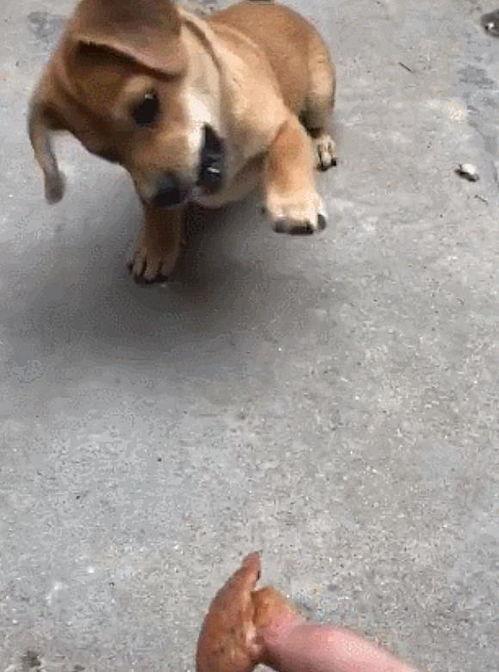 我就像土狗四处找瓜吃,我的生活趣事