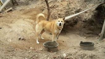 我就像土狗四处找瓜吃,我的生活趣事