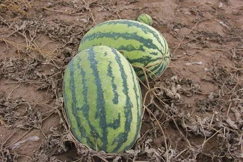 梦见瓜熟了在吃瓜什么意思,瓜熟蒂落，品味人生甘甜