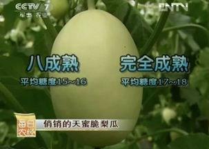 连皮吃的梨瓜,尽享梨瓜甘甜之美