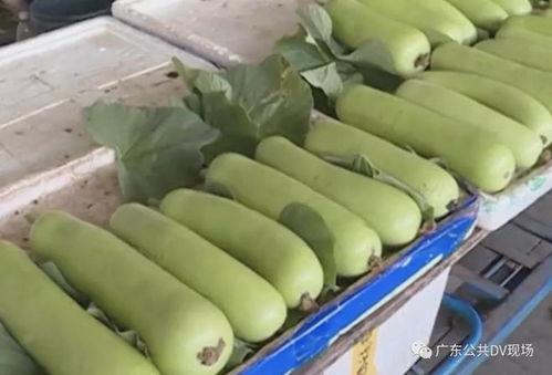 妗妗吃瓜113,一场网络热议背后的真相