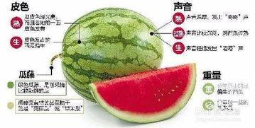 吃瓜不瓜声音,揭秘“吃瓜不瓜”声音背后的趣味与奥秘