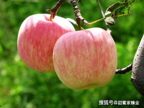 梨瓜能和苹果一起吃吗,食用禁忌与营养互补解析