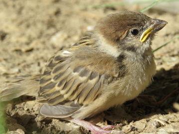 吃瓜的麻雀,揭秘娱乐圈的幕后故事