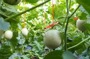 名人吃网纹瓜,网纹瓜成为时尚新宠