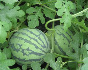 赖瓜孕妇可以吃,赖瓜孕妇的安心选择