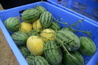 外国吃瓜群,跨国文化交流中的趣味与反思