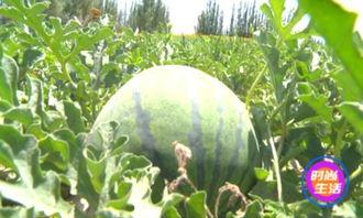 吃瓜歇不停,揭秘娱乐圈幕后故事  第2张