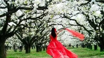 梨花吃瓜剧情解析,揭秘剧情背后的情感纠葛与成长历程 第2张 梨花吃瓜剧情解析,揭秘剧情背后的情感纠葛与成长历程 第2张