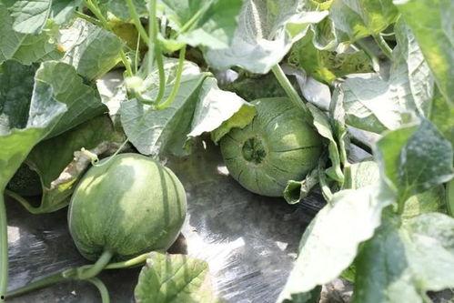 夏天吃瓜季节过了,夏日瓜果盛宴落幕 第1张 夏天吃瓜季节过了,夏日瓜果盛宴落幕 第1张