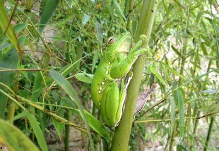 潭竹吃瓜视频,揭秘热门视频背后的趣味与真相