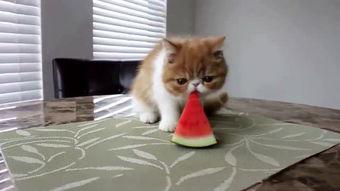 吃瓜敲脑门,揭秘娱乐圈背后的故事 第2张 吃瓜敲脑门,揭秘娱乐圈背后的故事 第2张