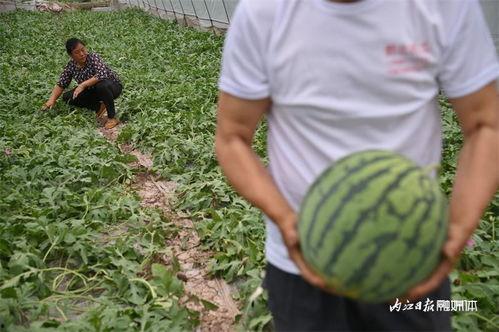 718野性吃瓜,揭秘网络热点的狂欢盛宴