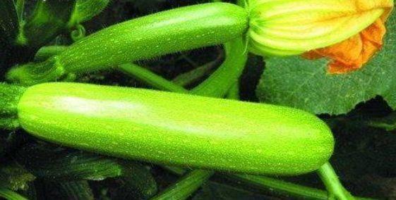 春季吃的瓜,春季时令瓜果美食之旅