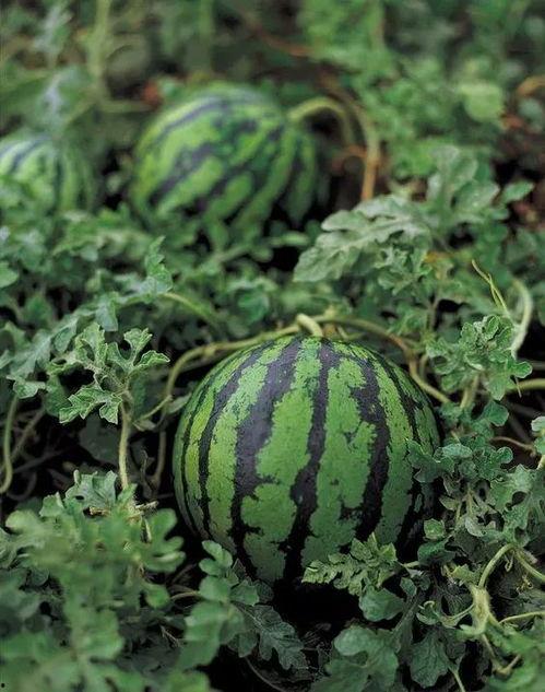 吃瓜的优雅说法 第1张 吃瓜的优雅说法 第1张