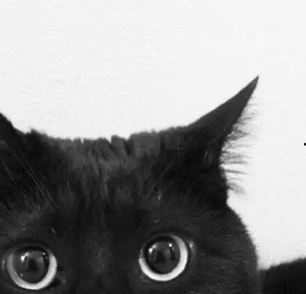 吃瓜头的黑猫图片,揭秘网络迷雾中的神秘生物